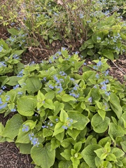 Brunnera macrophylla