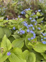 Brunnera macrophylla