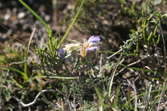 Blepharis procumbens