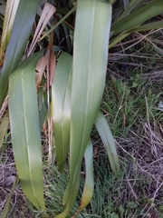 Phormium