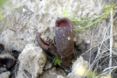 Prosopanche americana