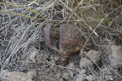 Prosopanche americana