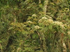 Viburnum lasiophyllum