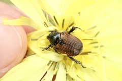 Strigoderma arbicola