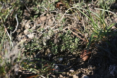 Blepharis procumbens