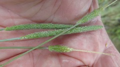 Alopecurus carolinianus