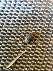 Dermestes frischii