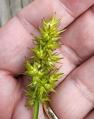 Carex laevivaginata