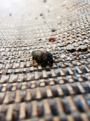 Dermestes frischii