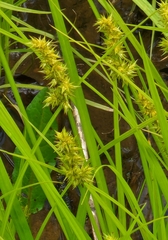 Carex laevivaginata