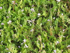 Biserrula