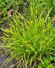 Carex laevivaginata