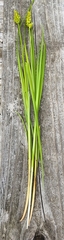 Carex laevivaginata