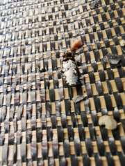 Dermestes frischii