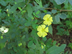 Oxalis frutescens
