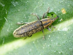 Lixus filiformis