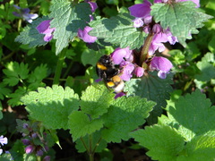 Bombus terrestris