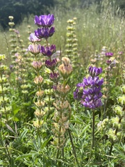 Lupinus microcarpus microcarpus