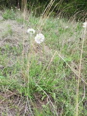 Marshallia caespitosa caespitosa