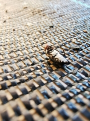 Dermestes frischii