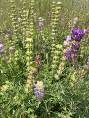 Lupinus microcarpus microcarpus