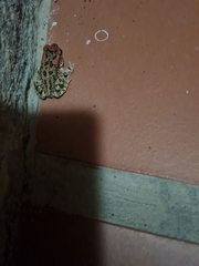 Sclerophrys capensis