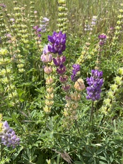 Lupinus microcarpus microcarpus