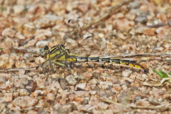 Phanogomphus militaris