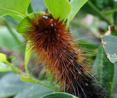 Rhodogastria similis