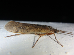 Limnephilus affinis