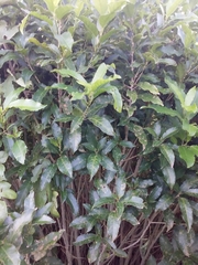 Melicytus ramiflorus