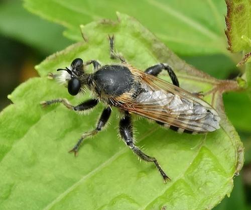 Laxenecera cooksoni
