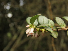 Disterigma alaternoides