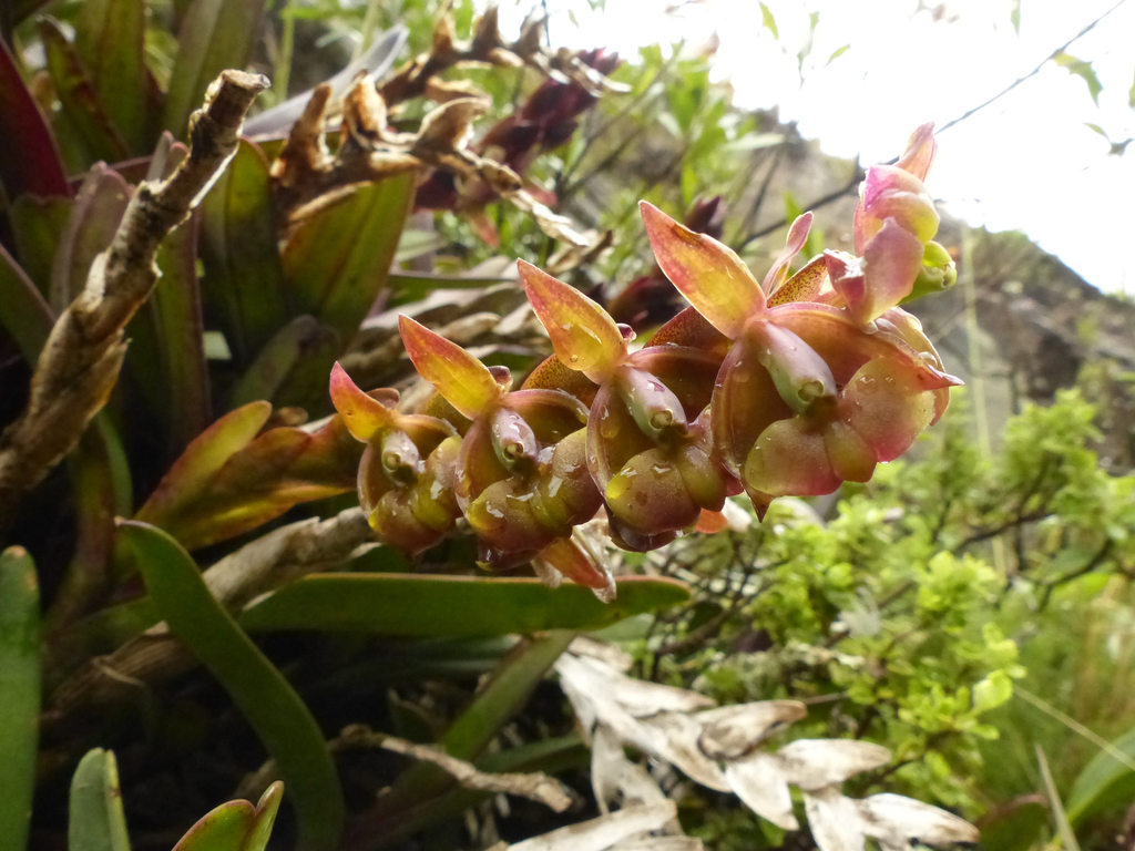 Epidendrum imitans Schltr.