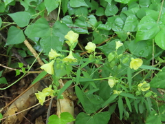 Oxalis frutescens