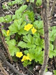 Ranunculus hispidus