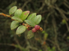 Disterigma alaternoides