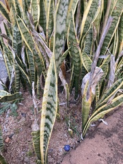 Sansevieria