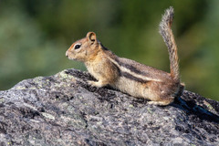 Callospermophilus lateralis chrysodeirus