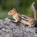 Callospermophilus lateralis chrysodeirus - Photo (c) Robert M. Mutch Jr., some rights reserved (CC BY-NC), uploaded by Robert M. Mutch Jr.