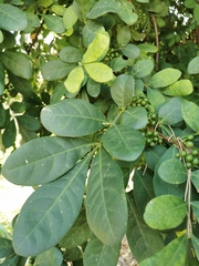 Trichilia havanensis