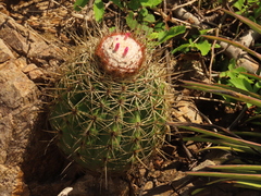 Melocactus curvispinus