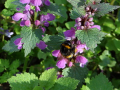 Bombus terrestris