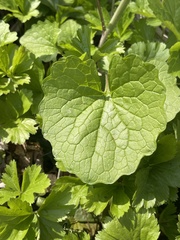 Alliaria petiolata