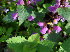 Bombus terrestris