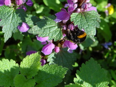 Bombus terrestris