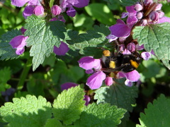 Bombus terrestris