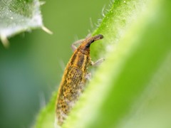 Lixus filiformis