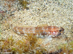 Gobius gasteveni