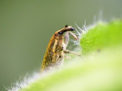 Lixus filiformis